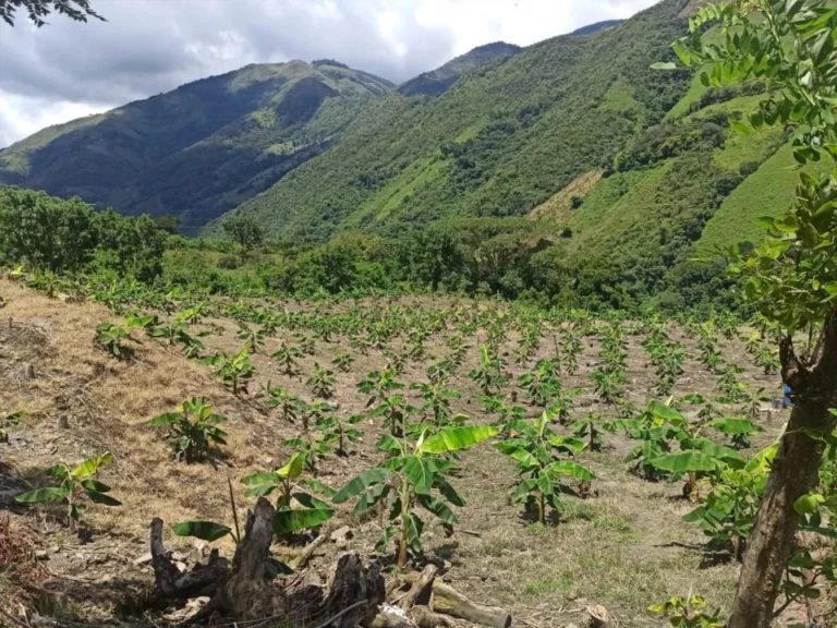 ituanfo1